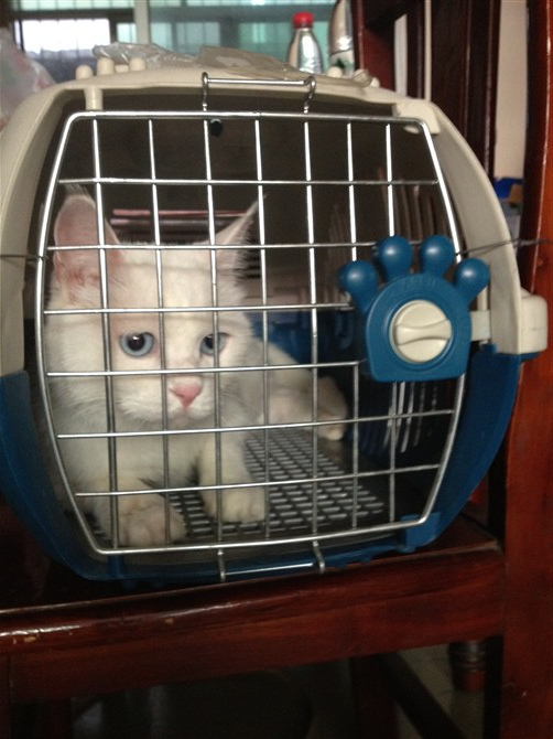  貓貓托運(yùn)郫縣至雙流至北京至唐山市區(qū)