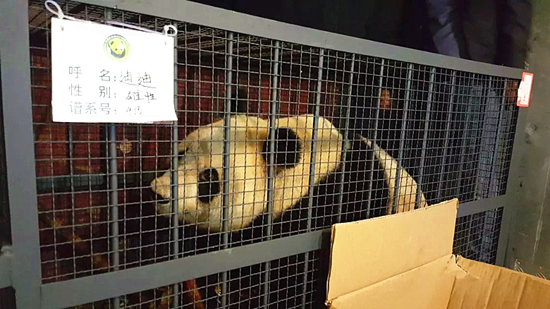  國(guó)寶熊貓托運(yùn)